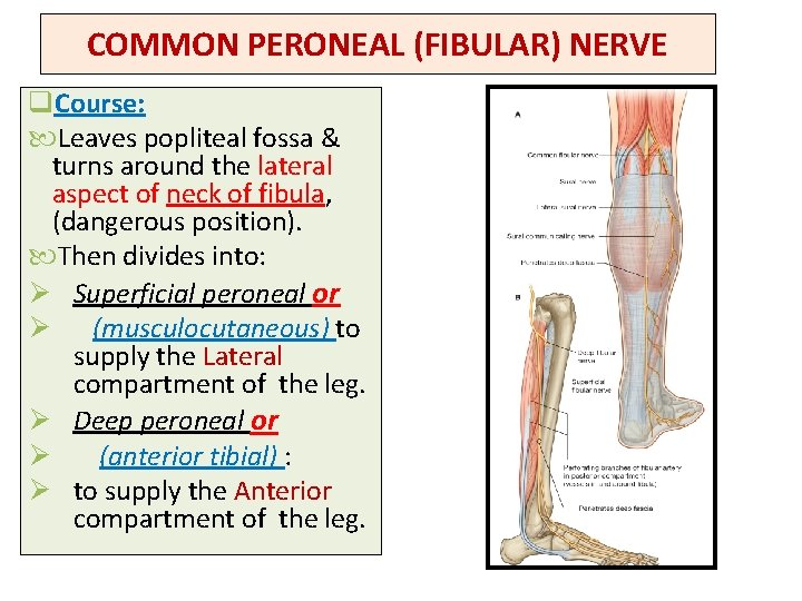 COMMON PERONEAL (FIBULAR) NERVE q. Course: Leaves popliteal fossa & turns around the lateral