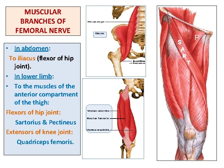 MUSCULAR BRANCHES OF FEMORAL NERVE • In abdomen: To iliacus (flexor of hip joint).