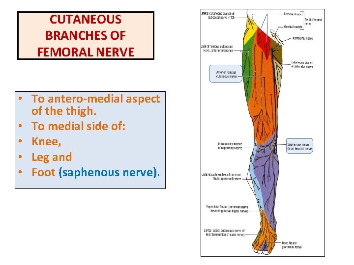 CUTANEOUS BRANCHES OF FEMORAL NERVE • To antero-medial aspect of the thigh. • To