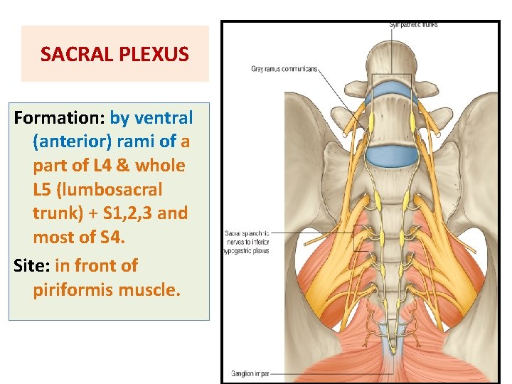 SACRAL PLEXUS Formation: by ventral (anterior) rami of a part of L 4 &