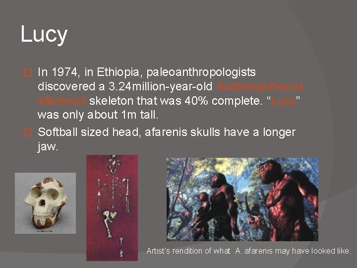 Lucy In 1974, in Ethiopia, paleoanthropologists discovered a 3. 24 million-year-old Australopithecus afarensis skeleton