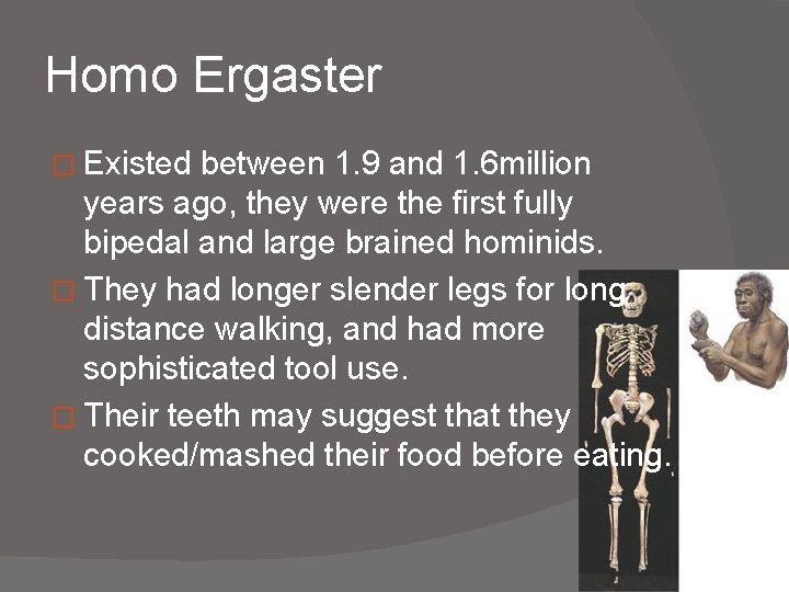 Homo Ergaster � Existed between 1. 9 and 1. 6 million years ago, they