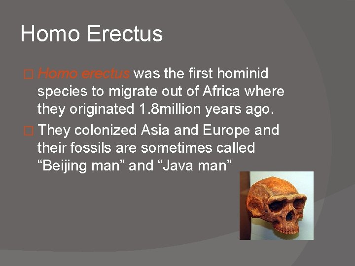 Homo Erectus � Homo erectus was the first hominid species to migrate out of
