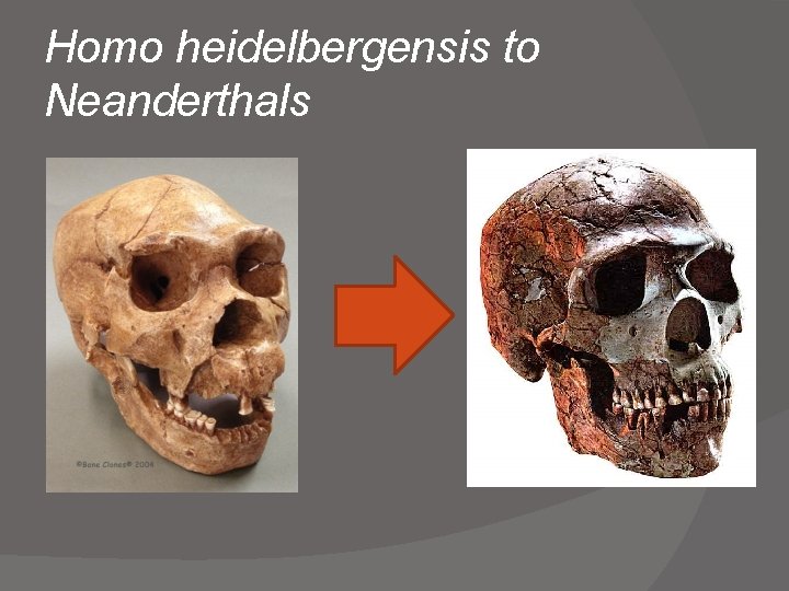 Homo heidelbergensis to Neanderthals 