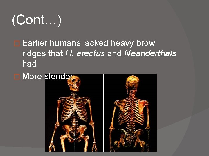 (Cont…) � Earlier humans lacked heavy brow ridges that H. erectus and Neanderthals had