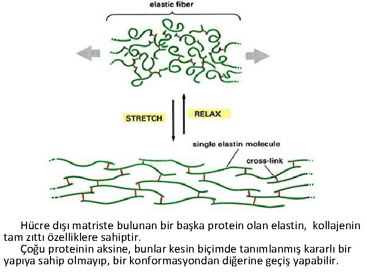  Hücre dışı matriste bulunan bir başka protein olan elastin, kollajenin tam zıttı özelliklere