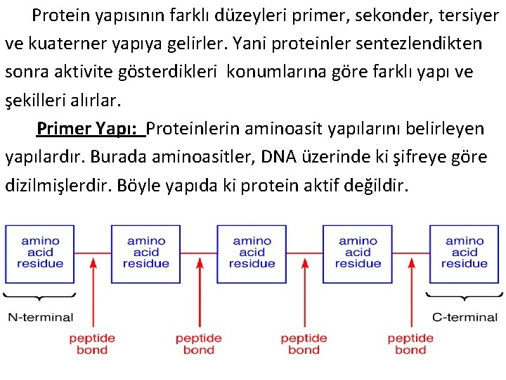  Protein yapısının farklı düzeyleri primer, sekonder, tersiyer ve kuaterner yapıya gelirler. Yani proteinler