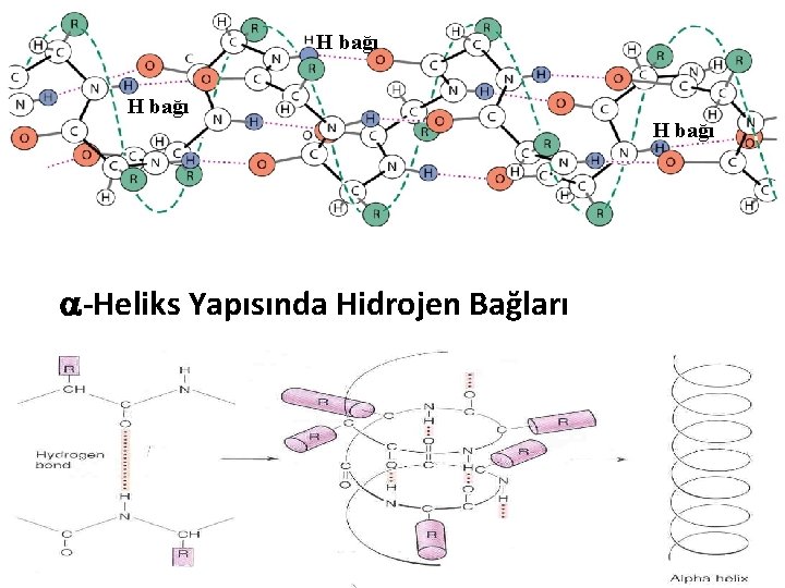 H bağı -Heliks Yapısında Hidrojen Bağları 