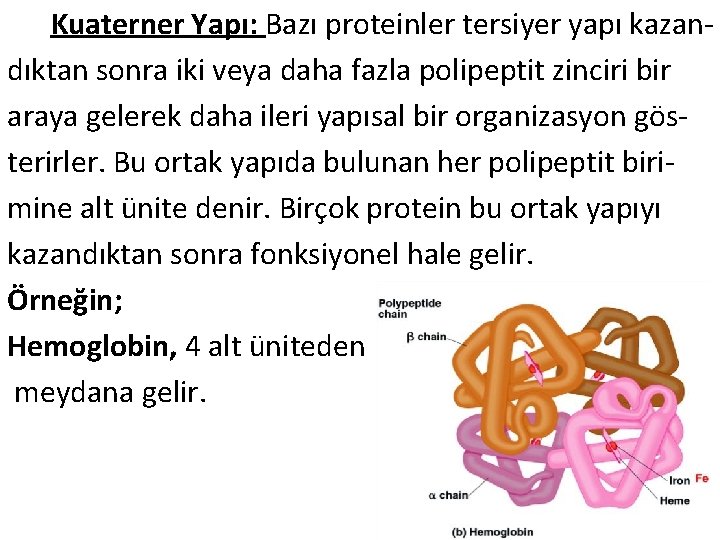  Kuaterner Yapı: Bazı proteinler tersiyer yapı kazandıktan sonra iki veya daha fazla polipeptit