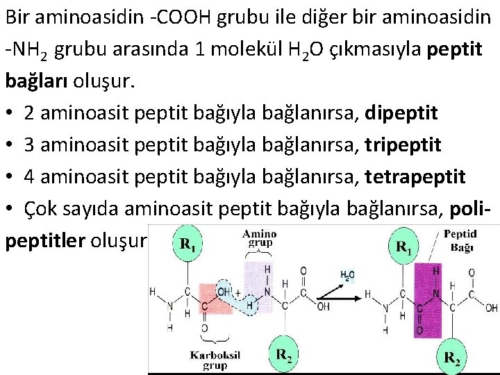 Bir aminoasidin -COOH grubu ile diğer bir aminoasidin -NH 2 grubu arasında 1 molekül