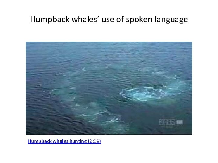 Humpback whales’ use of spoken language Humpback whales hunting (2: 09) 