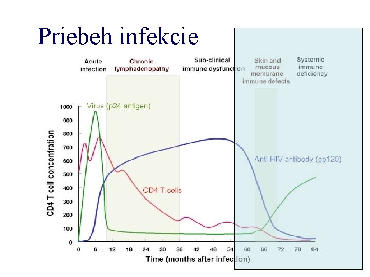 Priebeh infekcie 