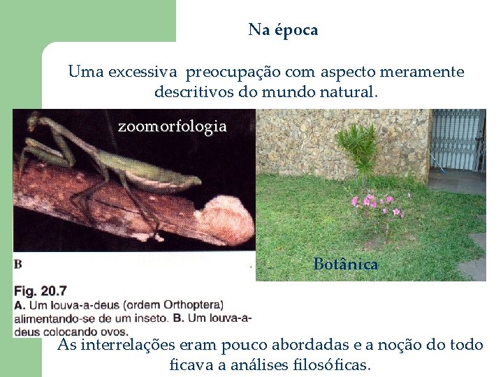 Na época Uma excessiva preocupação com aspecto meramente descritivos do mundo natural. zoomorfologia Botânica