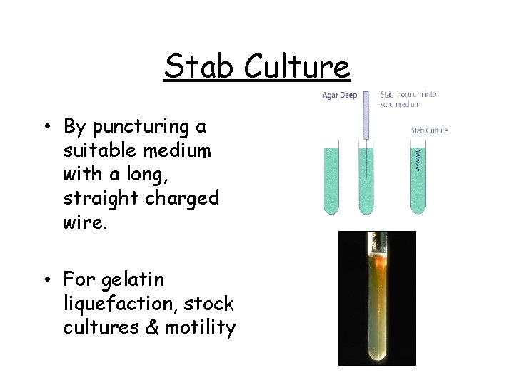 Stab Culture • By puncturing a suitable medium with a long, straight charged wire.