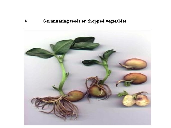 Ø Germinating seeds or chopped vegetables 