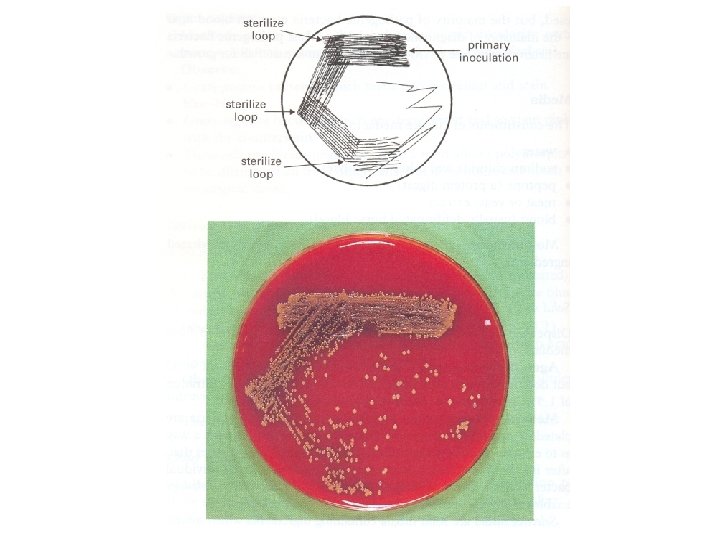 Dr Ekta, Microbiology 