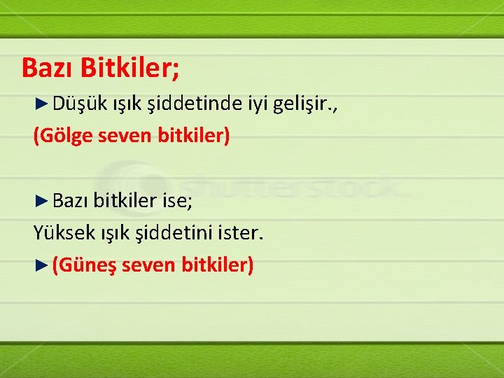 Bazı Bitkiler; ► Düşük ışık şiddetinde iyi gelişir. , (Gölge seven bitkiler) ► Bazı