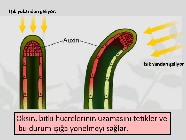 Işık yukarıdan geliyor. Işık yandan geliyor Oksin, bitki hücrelerinin uzamasını tetikler ve bu durum