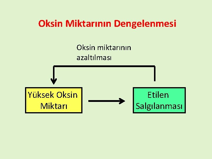 Oksin Miktarının Dengelenmesi Oksin miktarının azaltılması Yüksek Oksin Miktarı Etilen Salgılanması 