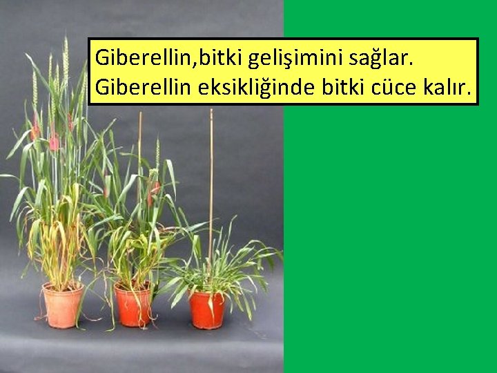 Giberellin, bitki gelişimini sağlar. Giberellin eksikliğinde bitki cüce kalır. 