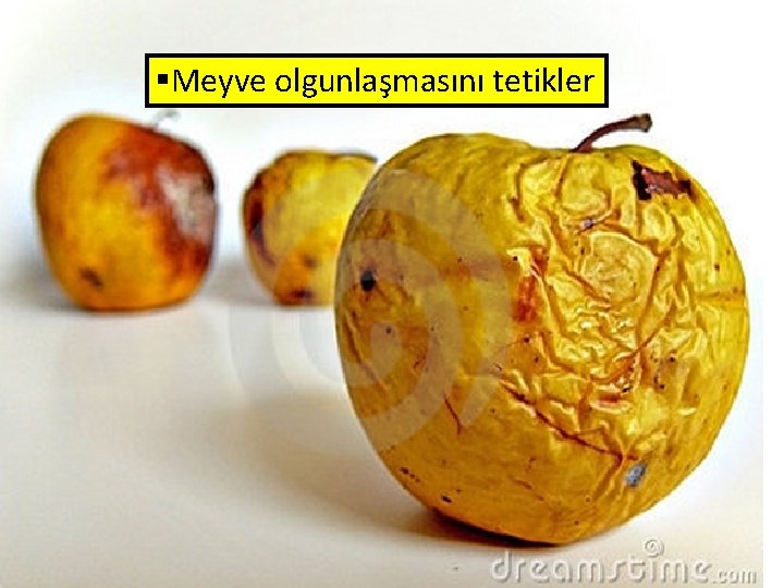 §Meyve olgunlaşmasını tetikler 