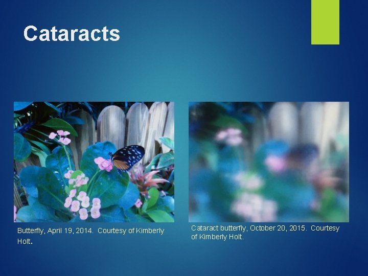 Cataracts Butterfly, April 19, 2014. Courtesy of Kimberly Holt. Cataract butterfly, October 20, 2015.