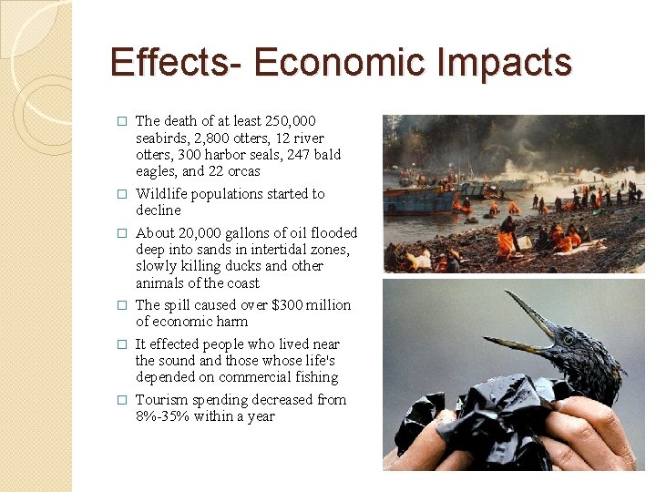 Effects- Economic Impacts � � � The death of at least 250, 000 seabirds,