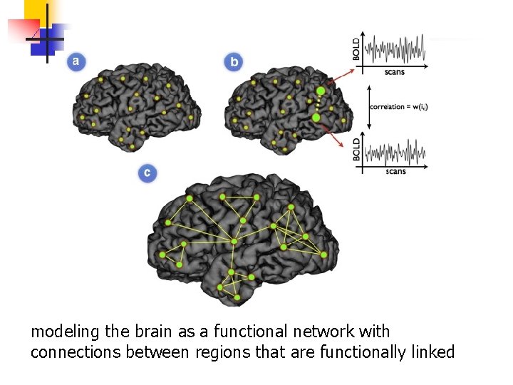 modeling the brain as a functional network with connections between regions that are functionally