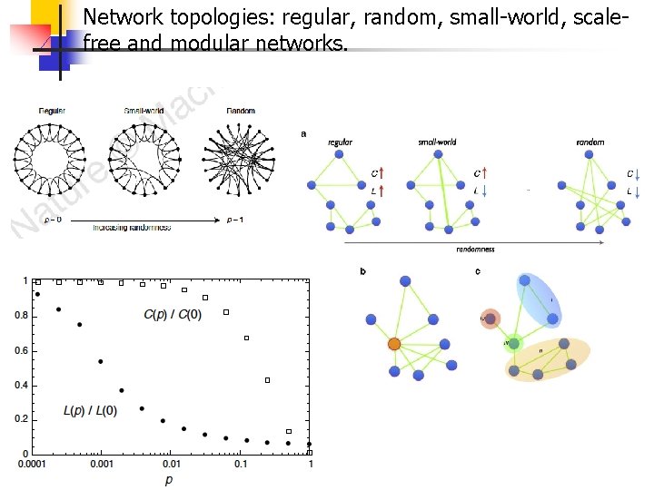 Network topologies: regular, random, small-world, scalefree and modular networks. 