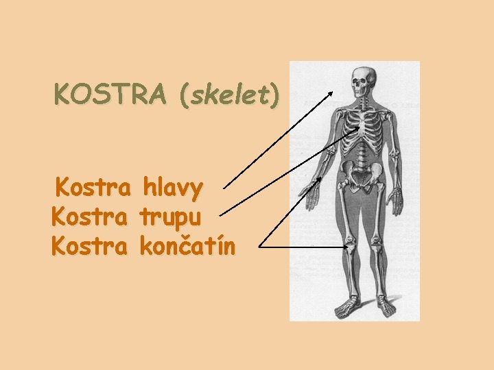 KOSTRA (skelet) Kostra hlavy Kostra trupu Kostra končatín 