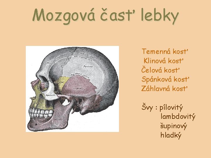 Mozgová časť lebky Temenná kosť Klinová kosť Čelová kosť Spánková kosť Záhlavná kosť Švy