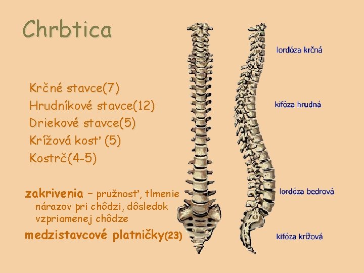 Chrbtica Krčné stavce(7) Hrudníkové stavce(12) Driekové stavce(5) Krížová kosť (5) Kostrč(4 -5) zakrivenia –