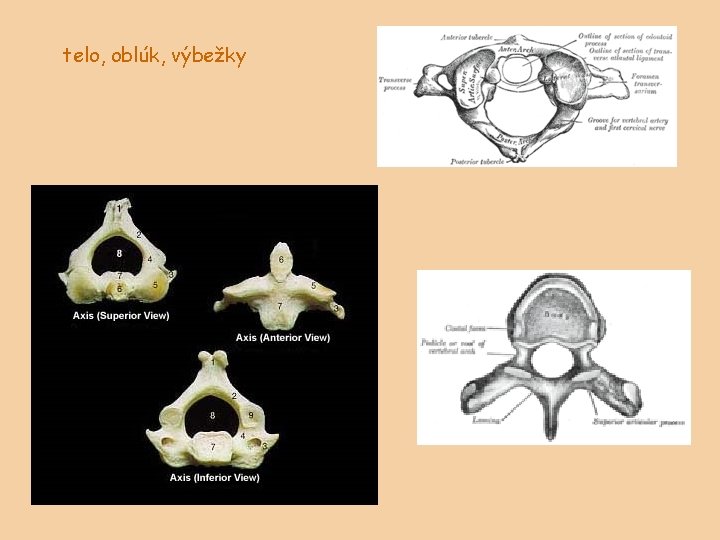 telo, oblúk, výbežky 
