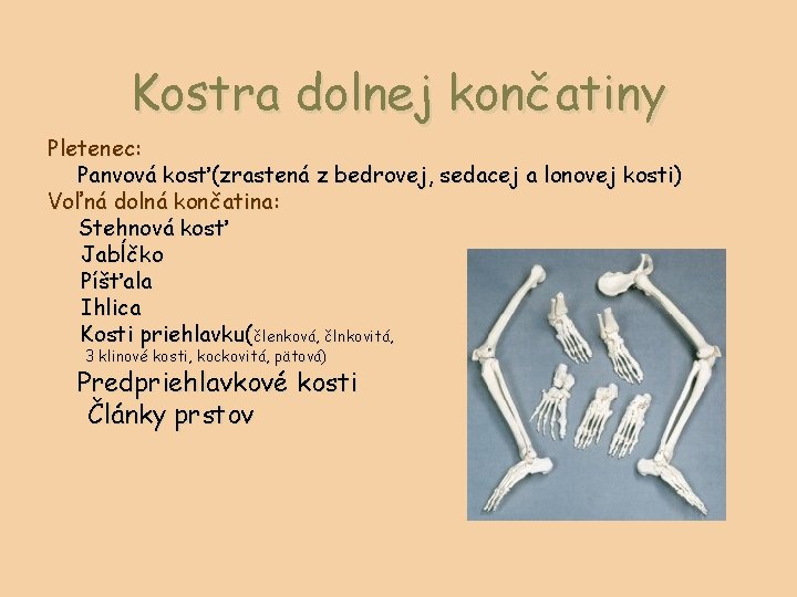 Kostra dolnej končatiny Pletenec: Panvová kosť(zrastená z bedrovej, sedacej a lonovej kosti) Voľná dolná