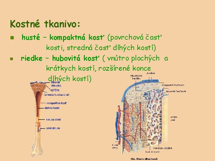 Kostné tkanivo: n n husté – kompaktná kosť (povrchová časť kosti, stredná časť dlhých