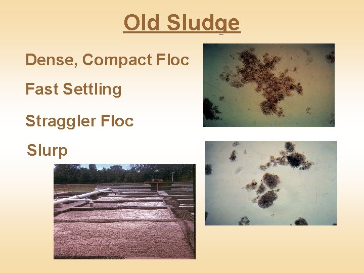 Old Sludge Dense, Compact Floc Fast Settling Straggler Floc Slurp 