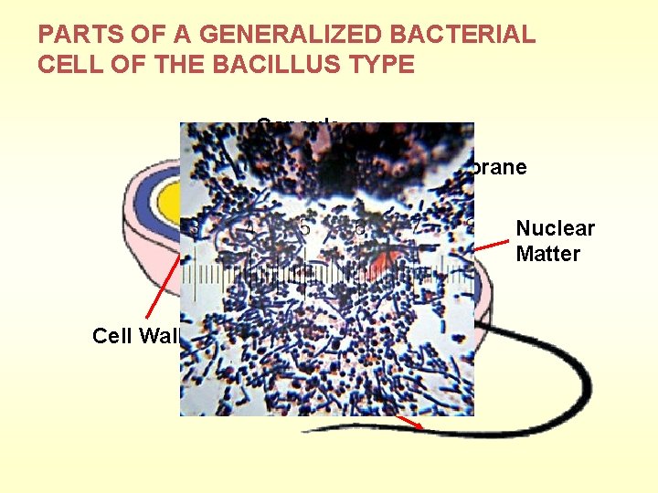 PARTS OF A GENERALIZED BACTERIAL CELL OF THE BACILLUS TYPE Capsule Cell Membrane Nuclear