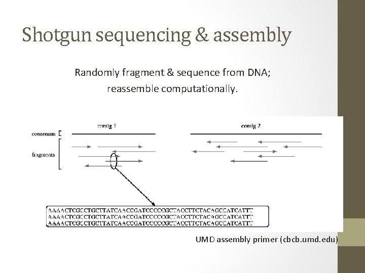 Shotgun sequencing & assembly Randomly fragment & sequence from DNA; reassemble computationally. UMD assembly