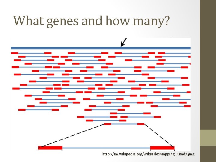 What genes and how many? http: //en. wikipedia. org/wiki/File: Mapping_Reads. png 