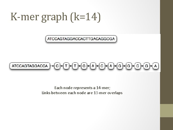 K-mer graph (k=14) Each node represents a 14 -mer; Links between each node are