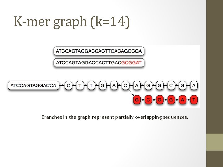 K-mer graph (k=14) Branches in the graph represent partially overlapping sequences. 