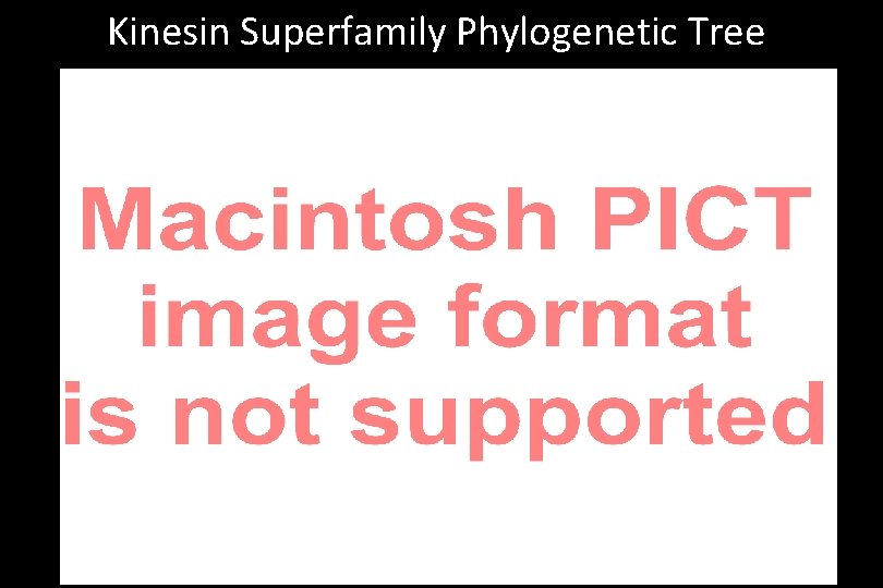 Kinesin Superfamily Phylogenetic Tree 