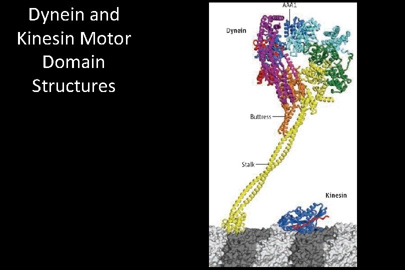 Dynein and Kinesin Motor Domain Structures 