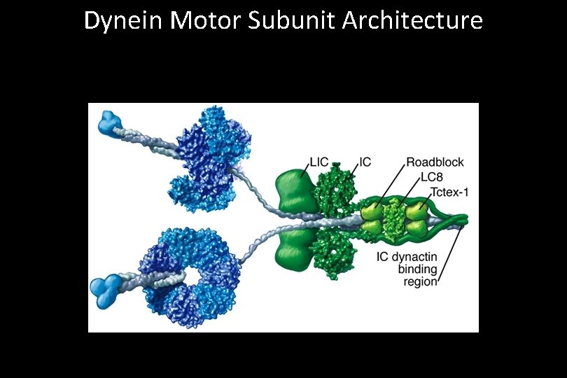 Dynein Motor Subunit Architecture 