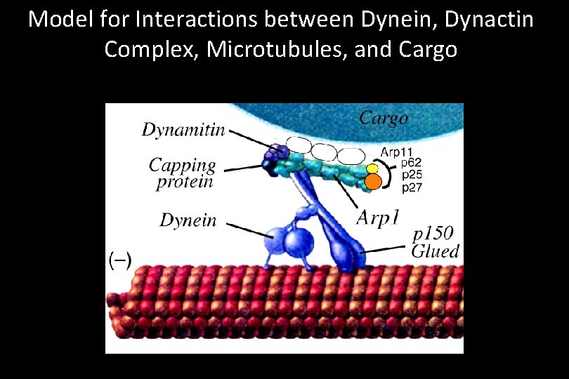 Model for Interactions between Dynein, Dynactin Complex, Microtubules, and Cargo 