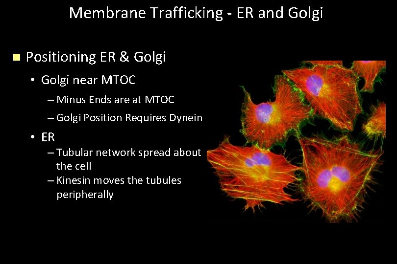 Membrane Trafficking - ER and Golgi n Positioning ER & Golgi • Golgi near
