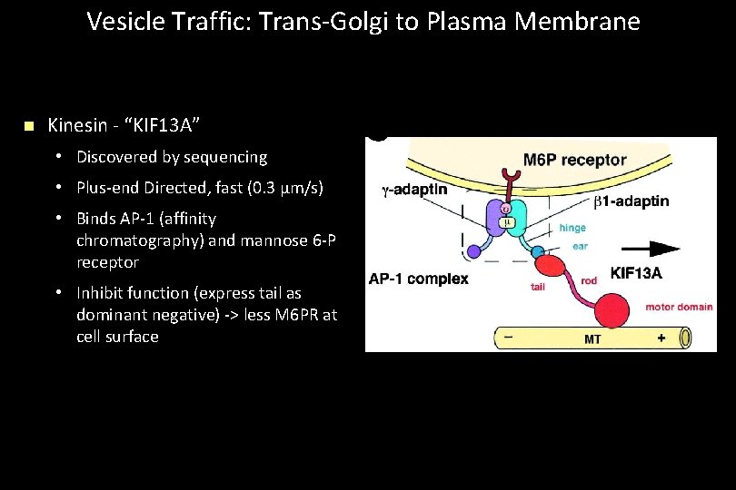 Vesicle Traffic: Trans-Golgi to Plasma Membrane n Kinesin - “KIF 13 A” • Discovered