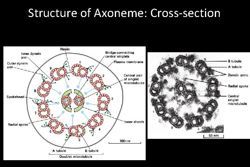 Structure of Axoneme: Cross-section 