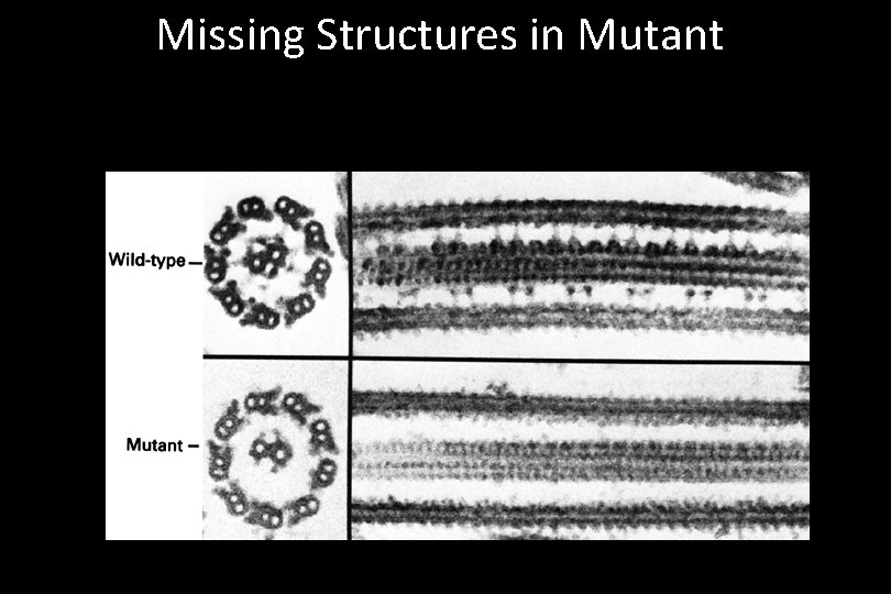 Missing Structures in Mutant 