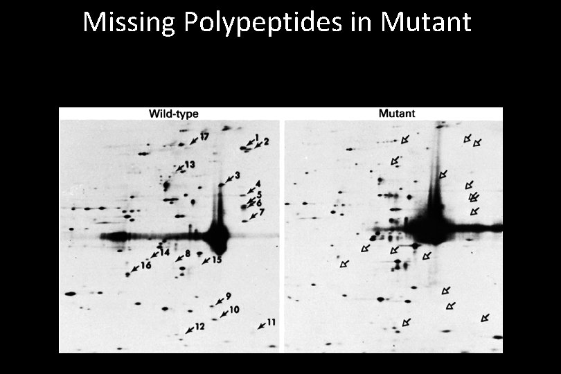 Missing Polypeptides in Mutant 